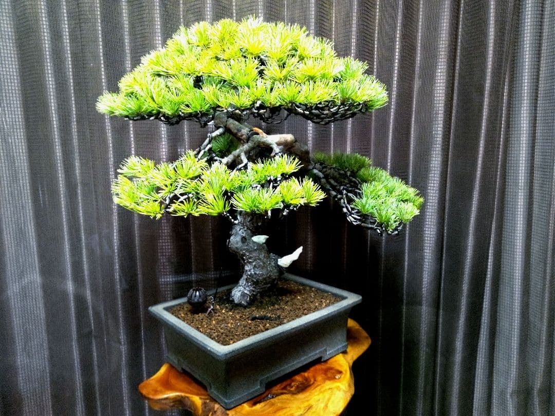 【樹高52㎝ 　五葉松盆栽】　　　⭕樹齢80年超…お宝❗真柏