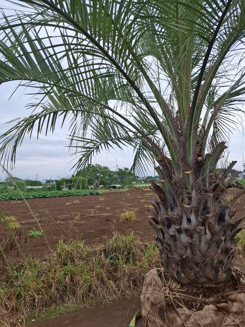 ココスヤシ　--ヤシ 蘇鉄 アガベ ドライガーデン--