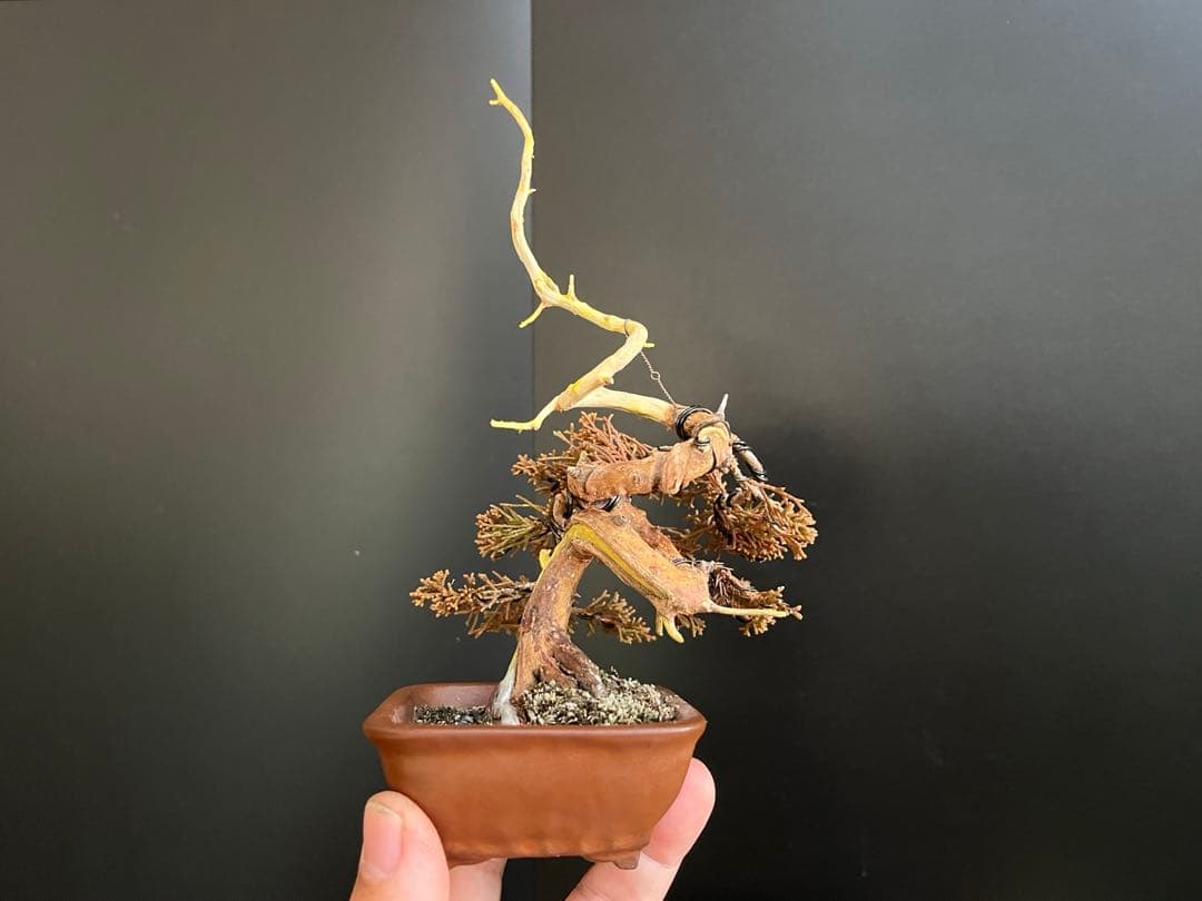 真柏盆栽　糸魚川真柏　ミニ真柏　捻転シャリ幹　樹高天ジン含まず9.5cm