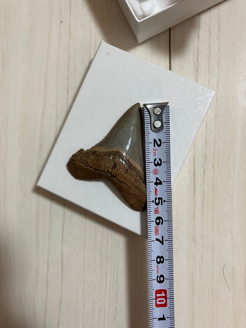 アングスティデンス　歯化石