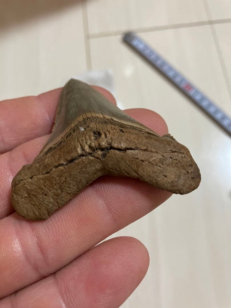 アングスティデンス　歯化石