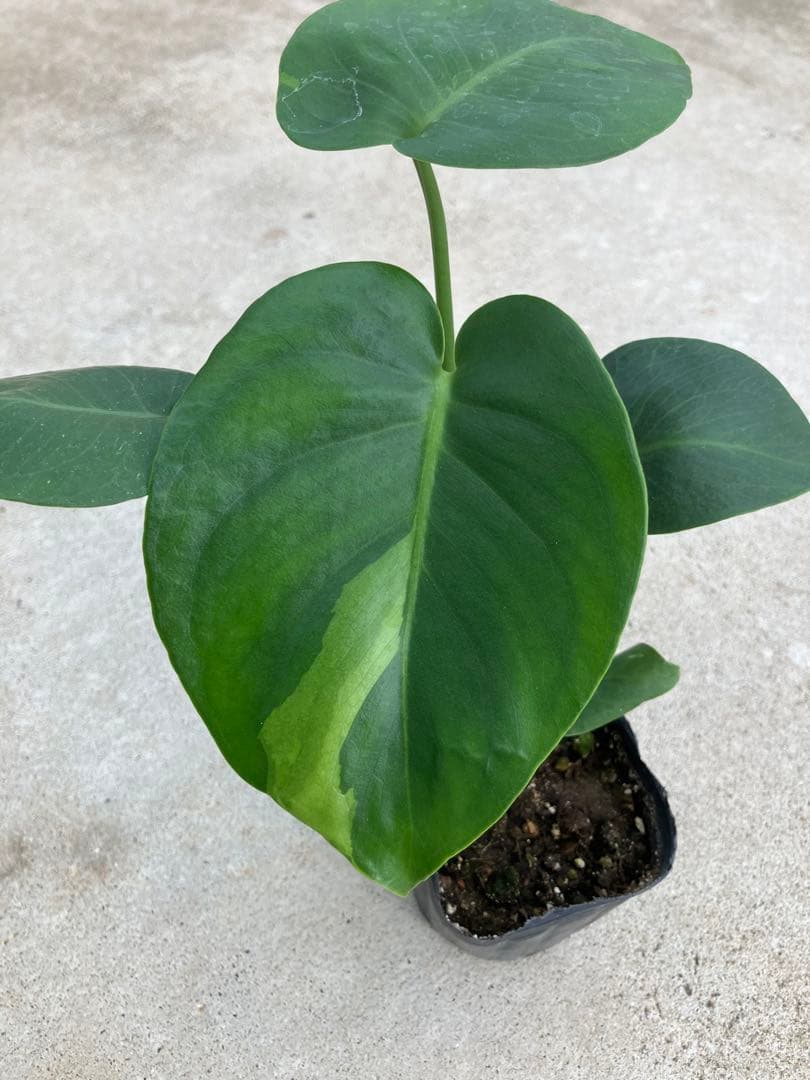 モンステラ斑入り　デリシオーサ実生苗　10鉢セット