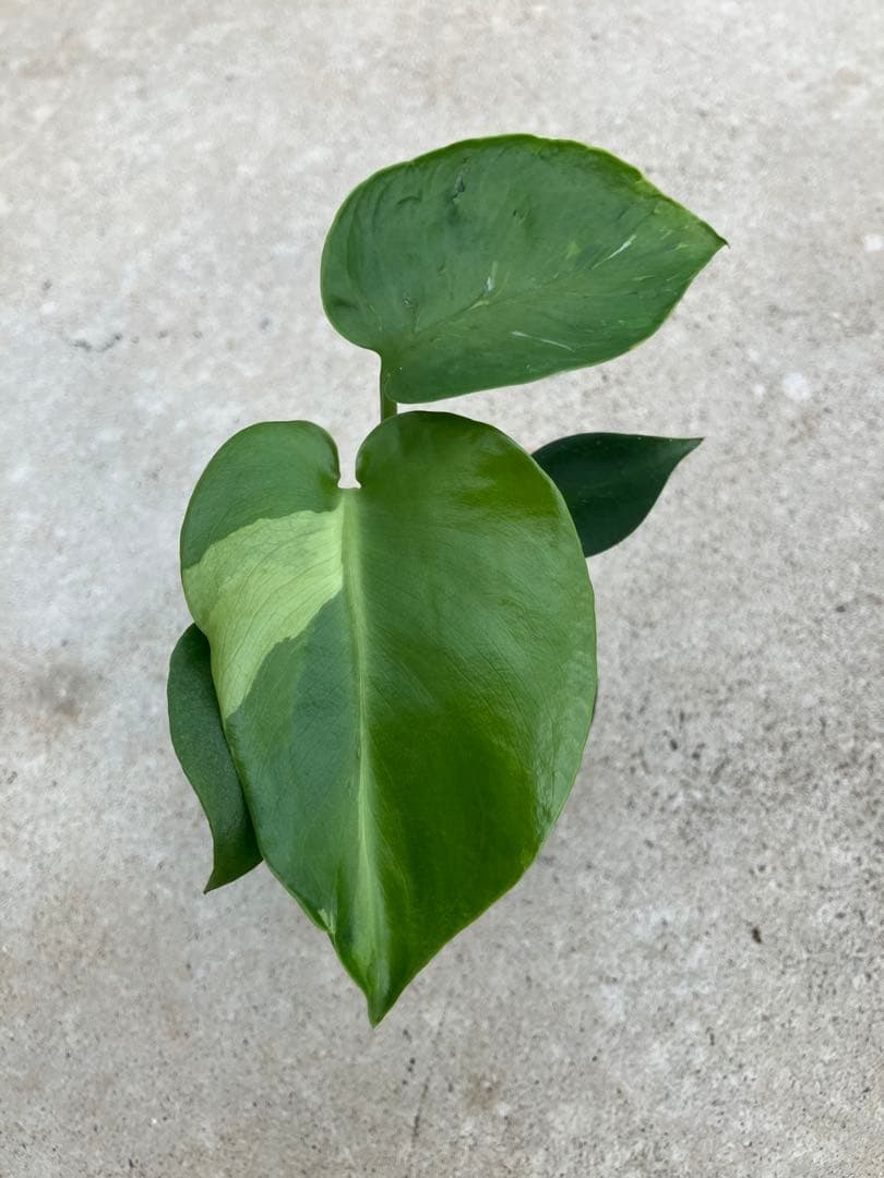 モンステラ斑入り　デリシオーサ実生苗　10鉢セット