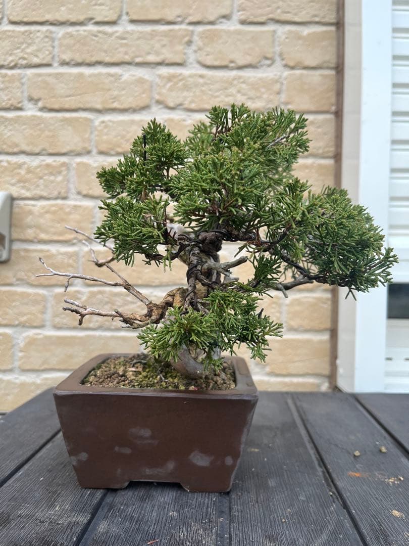 真柏　盆栽　舎利　神　糸魚川真柏