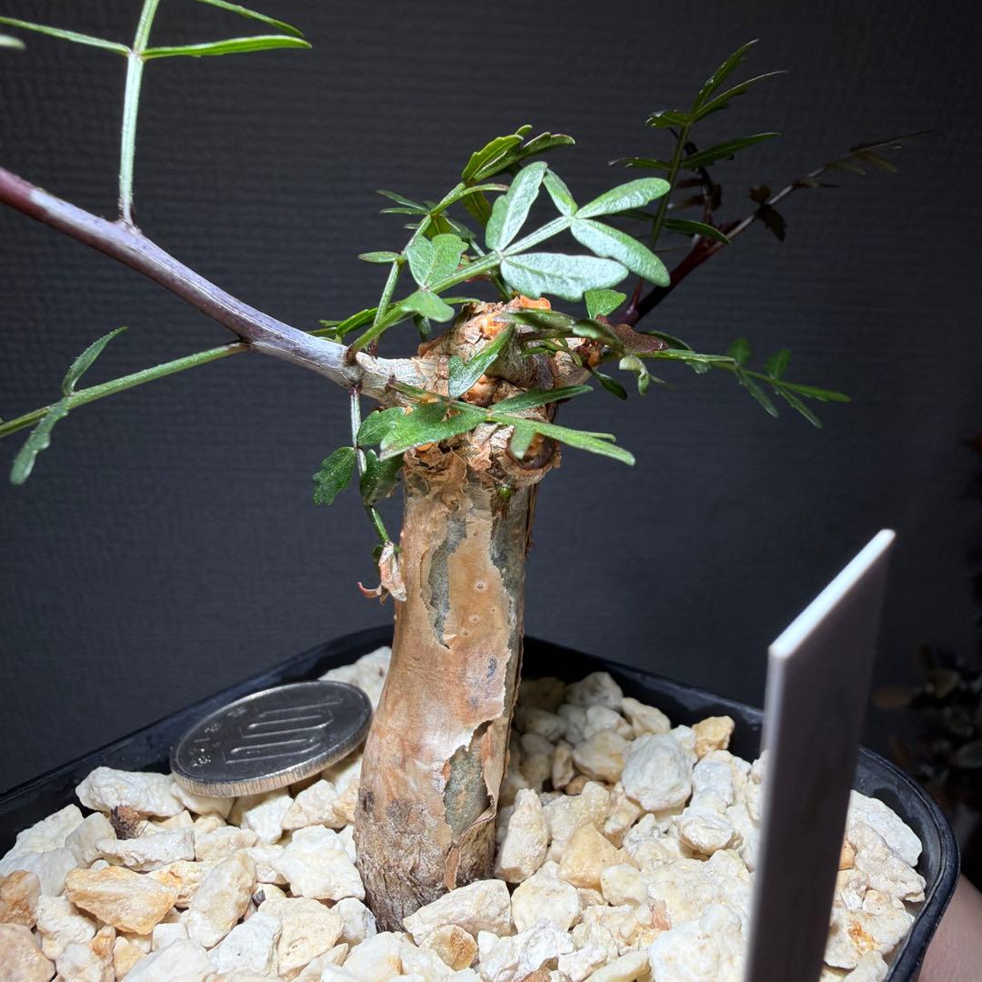 ブルセラ・ミクロフィラ　国内実生　タグ付き　作り込み株