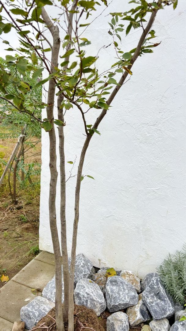 逸品。アカメソロ株立ち3.2M(鉢底から)