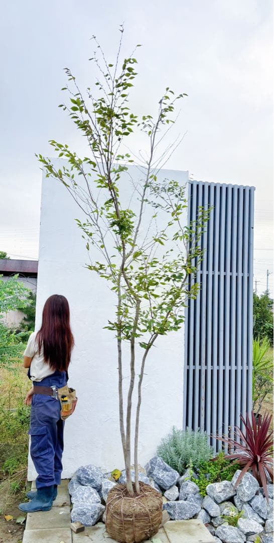 逸品。アカメソロ株立ち3.2M(鉢底から)