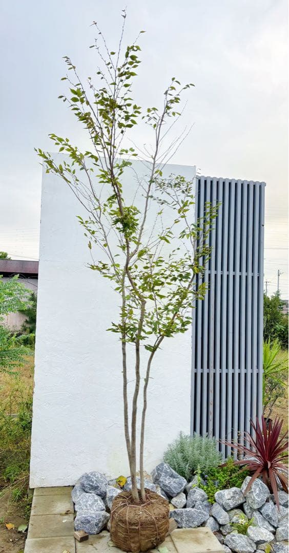 逸品。アカメソロ株立ち3.2M(鉢底から)