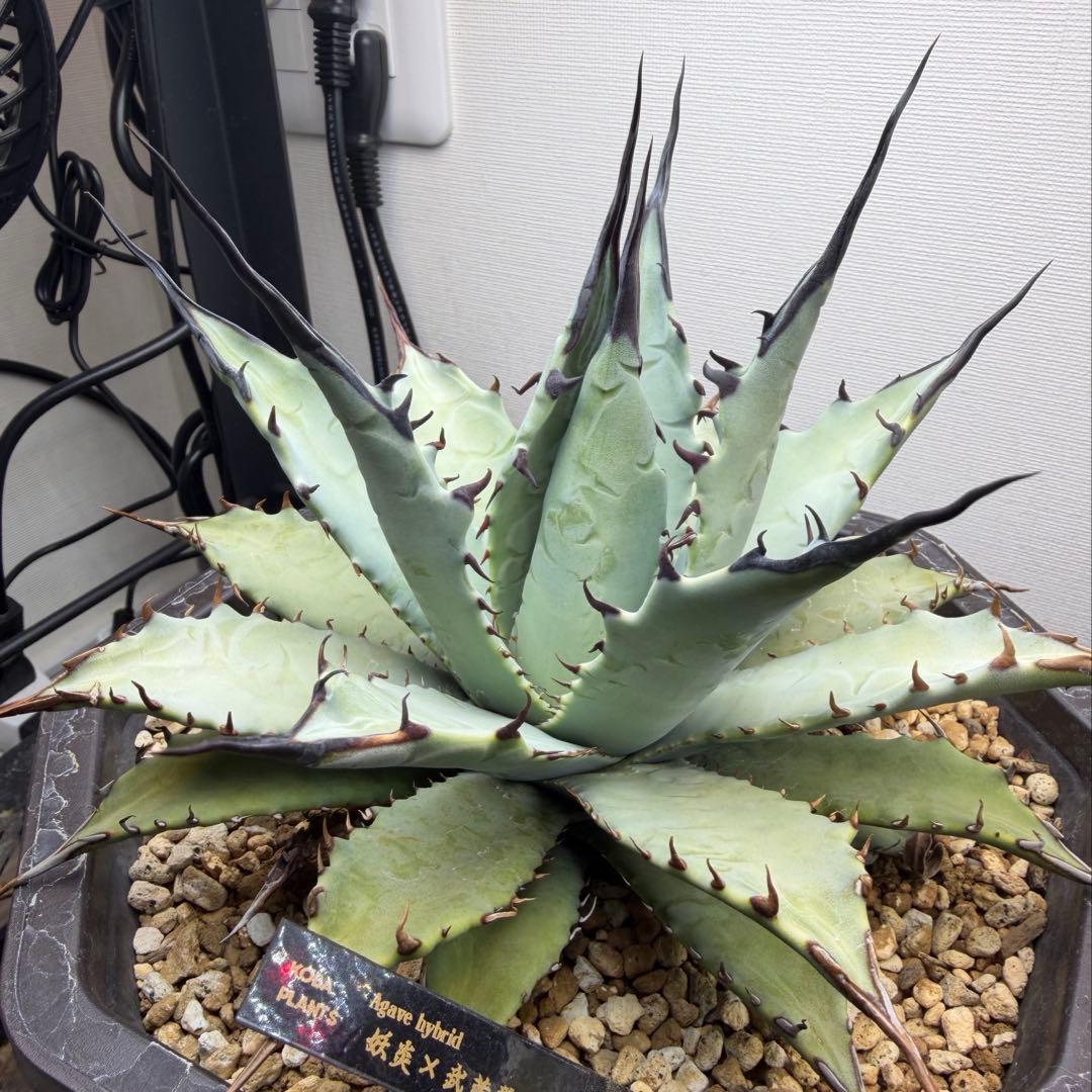 アガベ　ハイブリッド　 妖炎×武蔵厳龍　大株