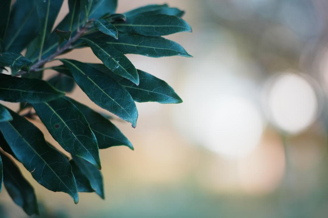 【整備＆テスト済】Canon New FD 135mm f2.8 054