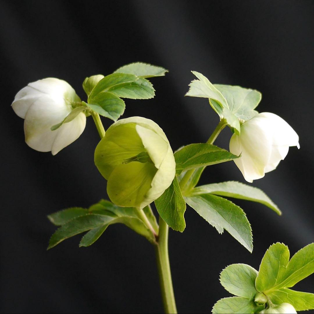 11335 深カップ縦ネク　ホワイトセミダブル　クリスマスローズ　開花株