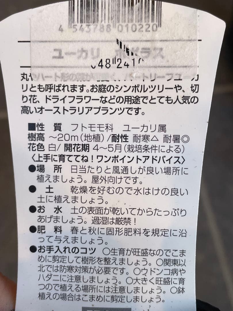 【花苗】① ユーカリ　ポポラス　苗　ポットごと発送　シルバーリーフ