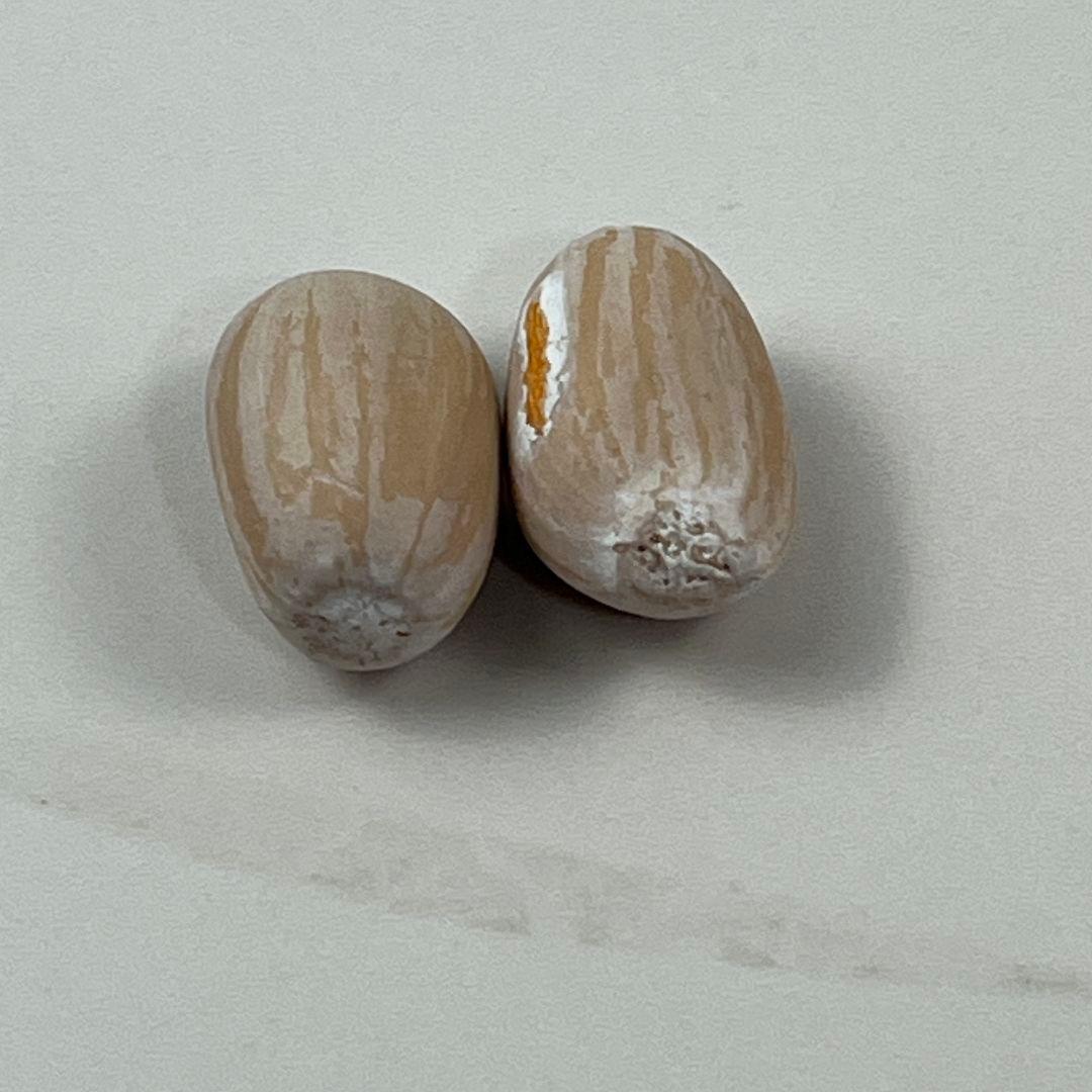 D79新鮮な種 エンセファラルトス・ホリダス 種子2粒