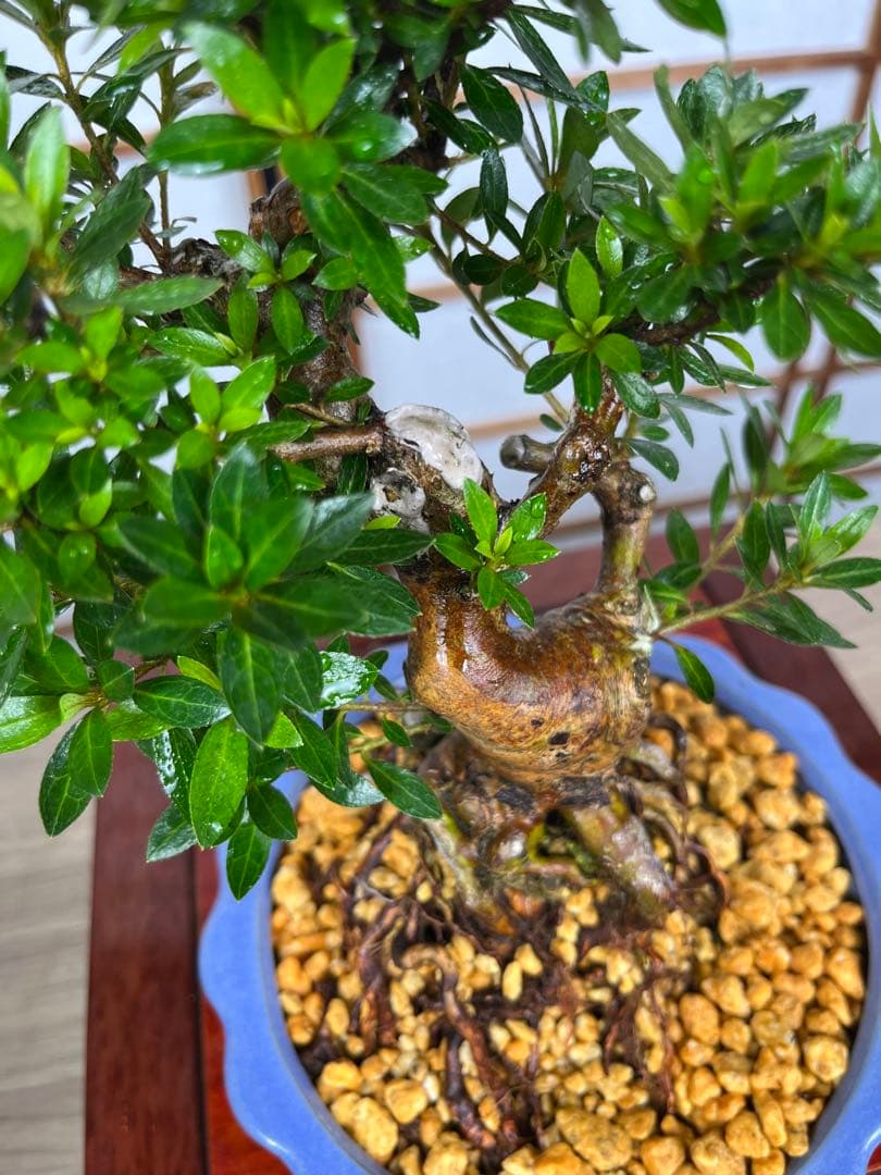 皐月 \"大盃(おおさかずき)\" 根上がり 小品盆栽向け 素材