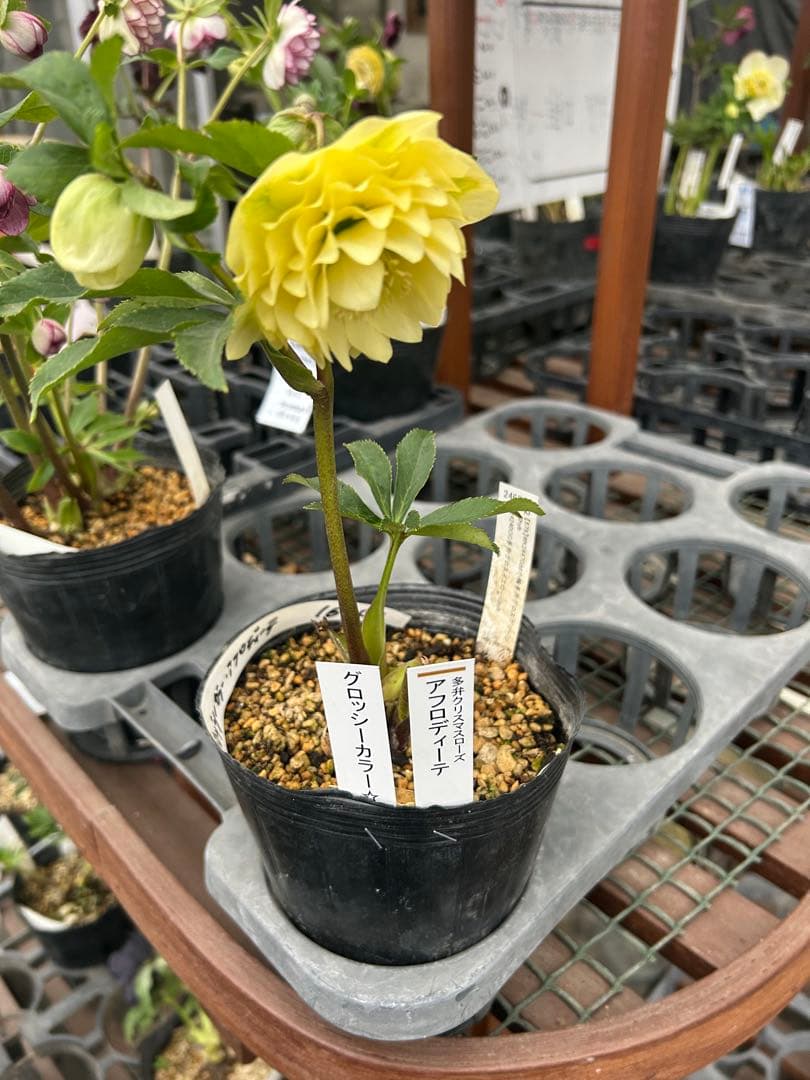 加藤農園 アフロディーテ グロッシーカラー 緑爪 クリスマスローズ同梱可能