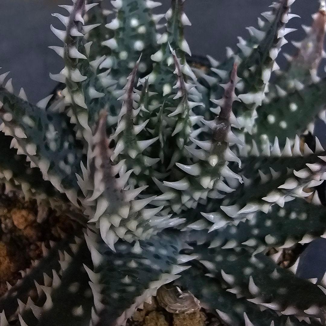 メルカリ便発送☆多肉植物 アロエ属 プラテンシス(実生選抜S4のカキコ苗)