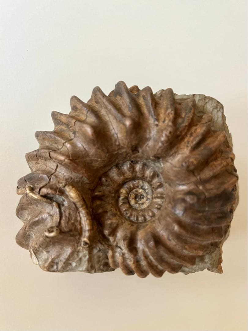 アンモナイト化石