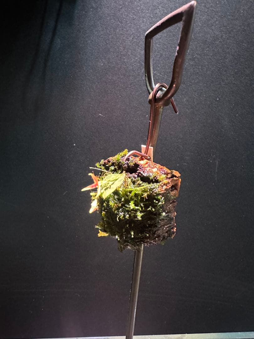 lepanthes scrotifera ミニチュアエクアドルラン原種レパンテス