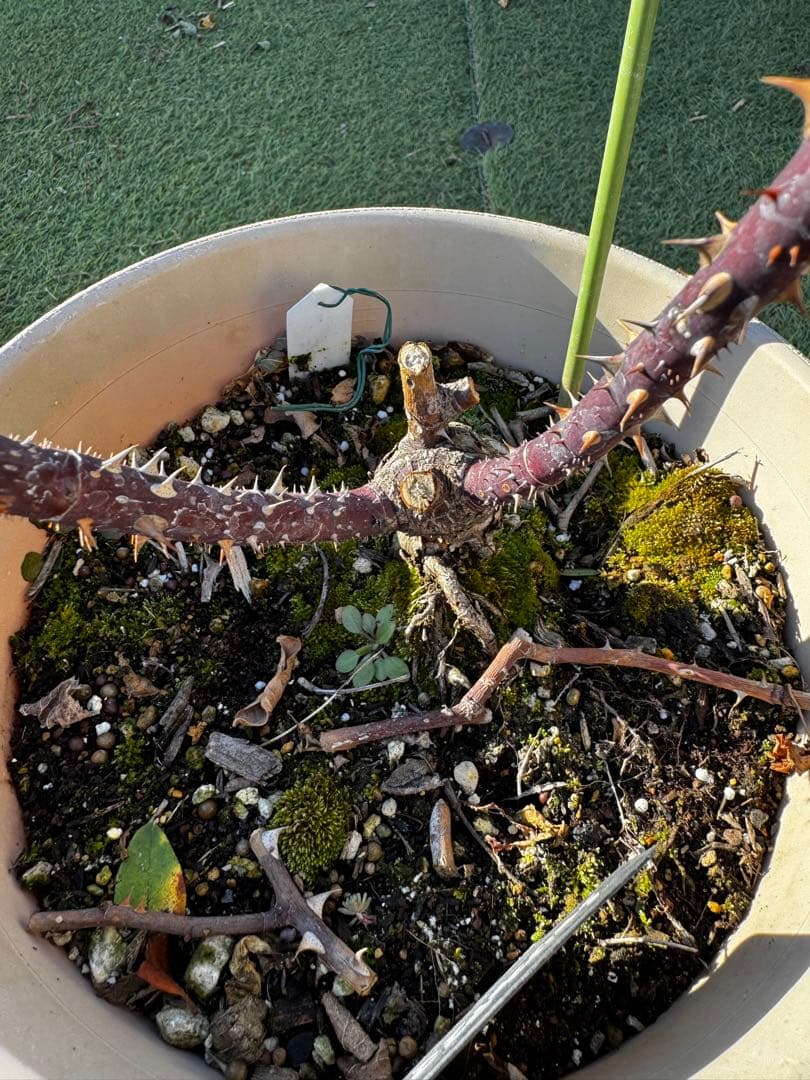 シャリファアスマ バラ接木　大苗　廃盤品種