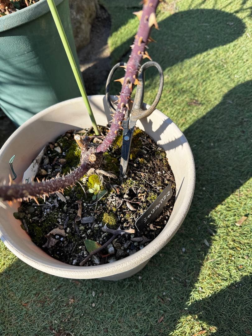 シャリファアスマ バラ接木　大苗　廃盤品種