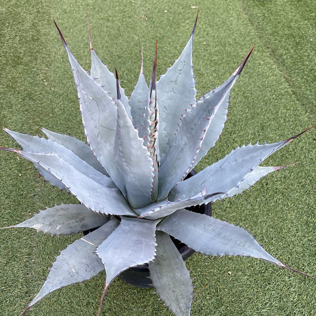 アガベ　パリー