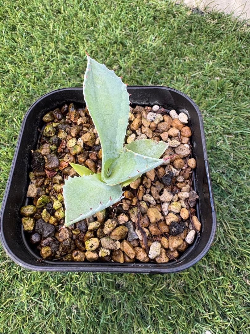 アガベ パライシ　パライシ　イシスメンシスハイブリッド子株