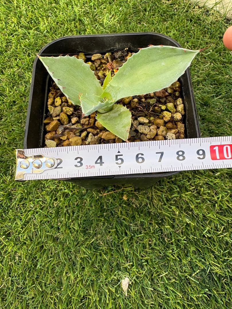 アガベ パライシ　パライシ　イシスメンシスハイブリッド子株