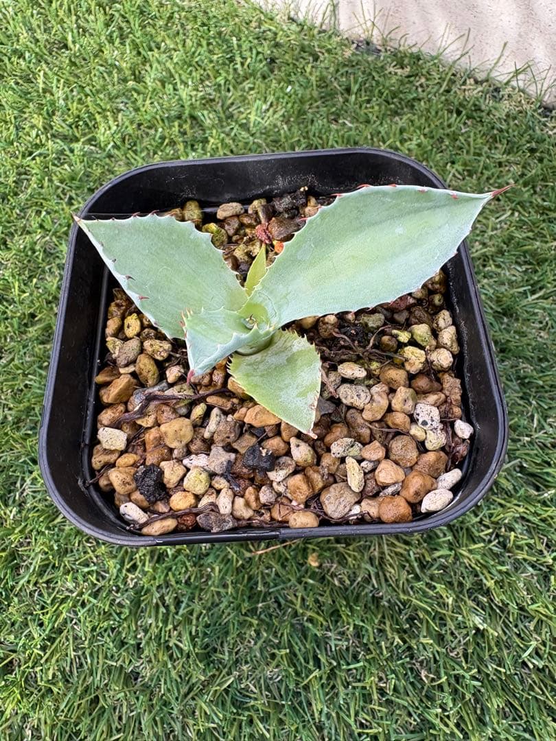 アガベ パライシ　パライシ　イシスメンシスハイブリッド子株