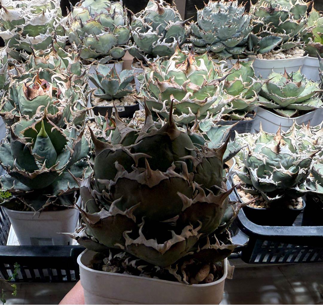 アガベ オテロイFo076 ノーネーム 白刺 チタノタ