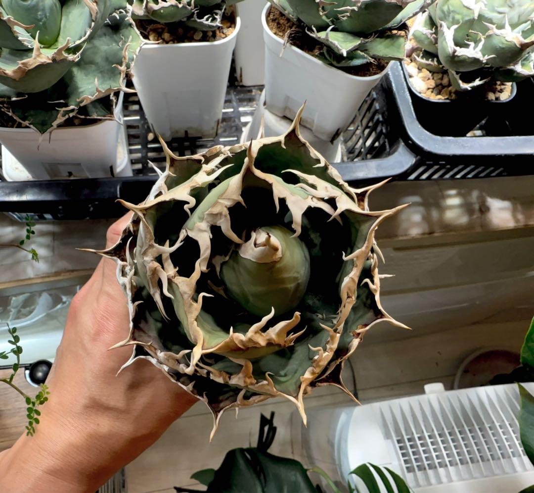 アガベ オテロイFo076 ノーネーム 白刺 チタノタ