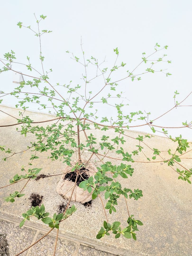 祝の盃形。。山採りヤマツツジ。