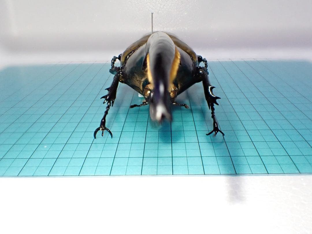 【標本】ヘラクレスオオカブトムシ　グアドループ産　156.3ミリ　飼育品