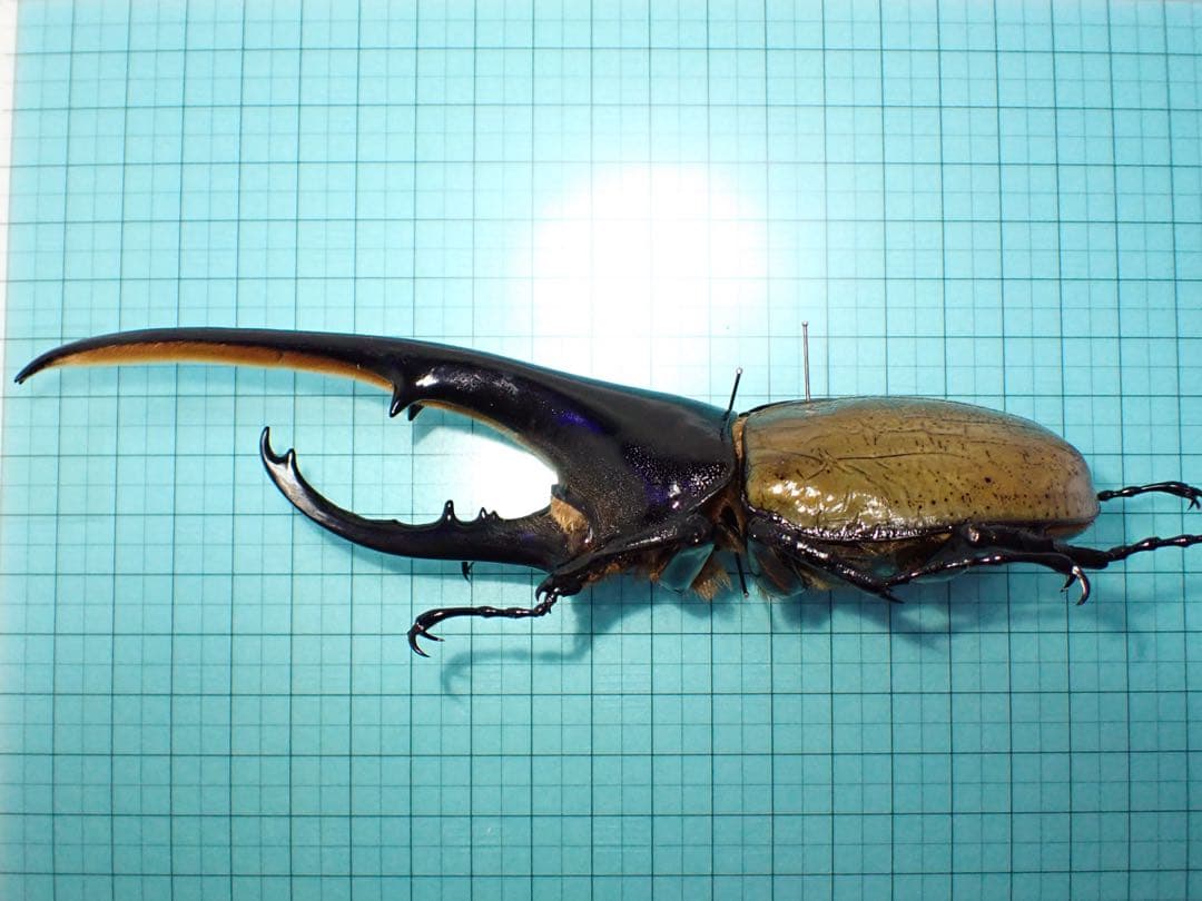【標本】ヘラクレスオオカブトムシ　グアドループ産　156.3ミリ　飼育品
