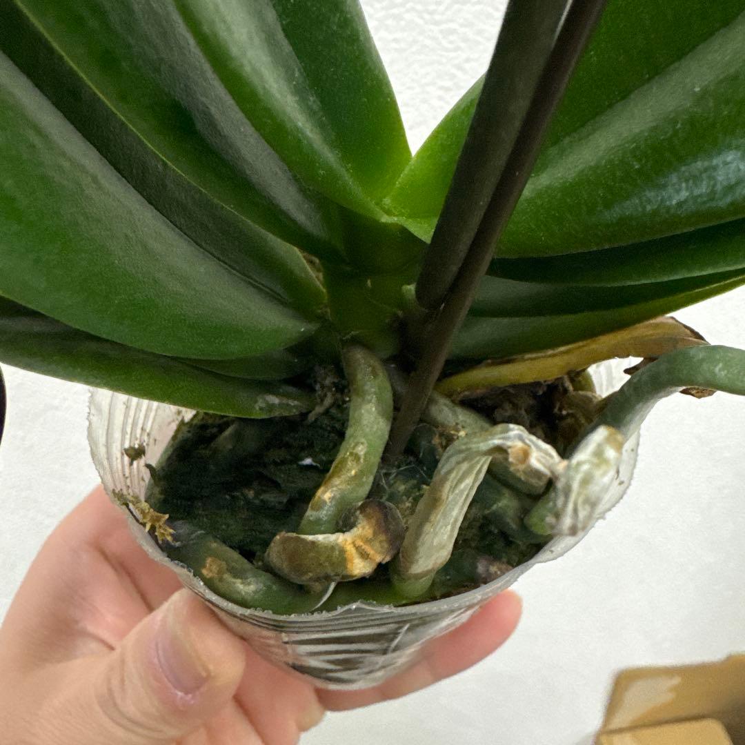 洋ラン洋蘭胡蝶蘭交配種コチョウラン Phal.Rea レア