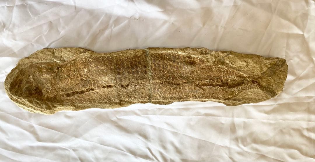 ブラジル産　魚の化石　重さ5kg 長さ62.3cm 幅14.7cm ②