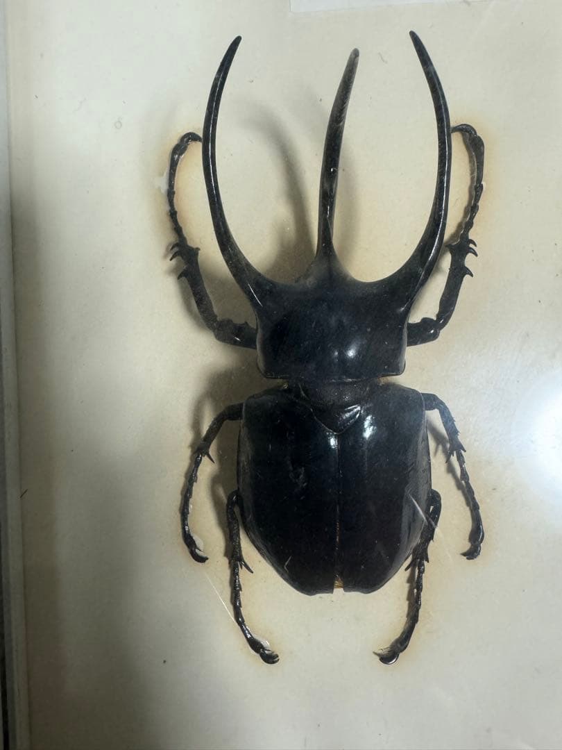 コーカサスオオカブト標本　マレーシア