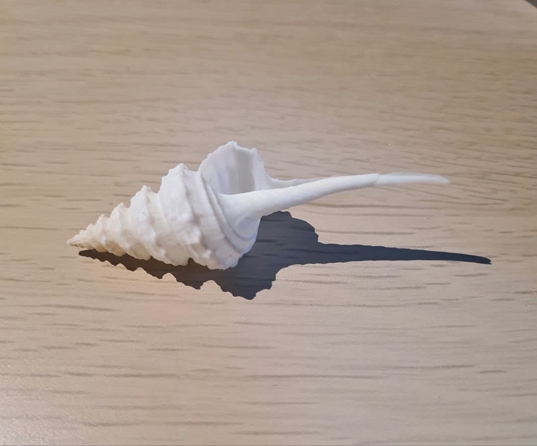 貝殻 Coluzea Juliae