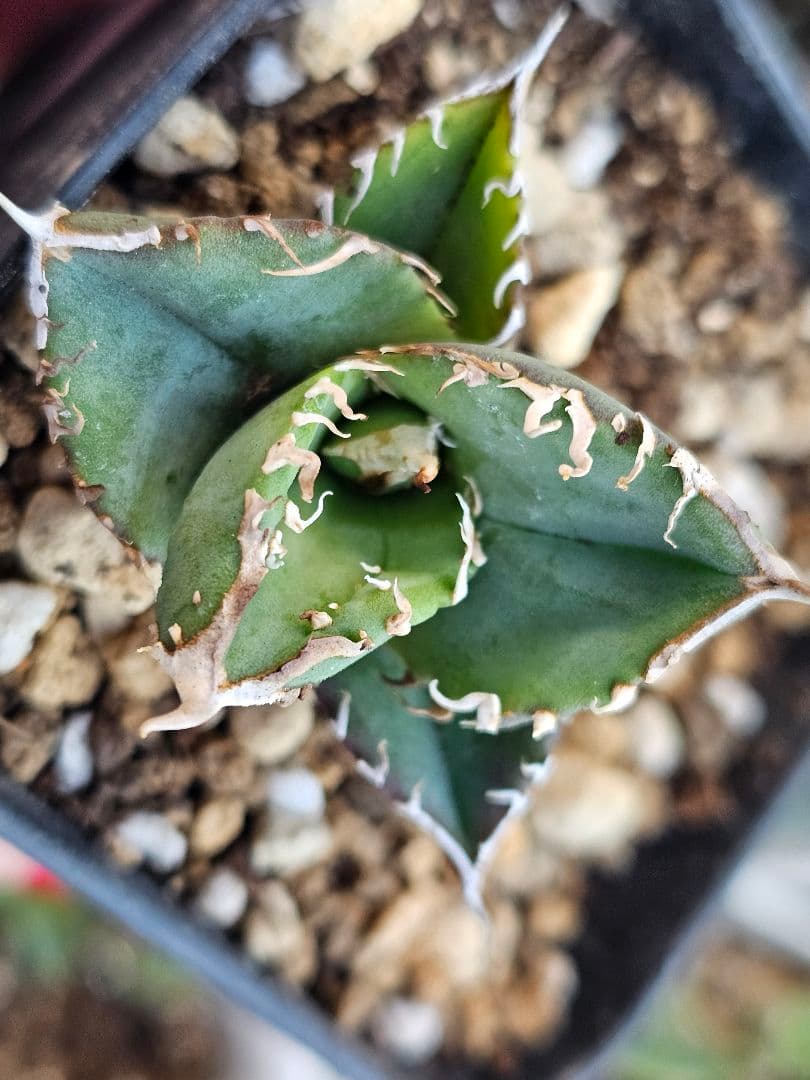 アガベ　チタノタ　満天星②TC ぶつぶつ 台湾産正規品 根付き苗 ブツブツ株