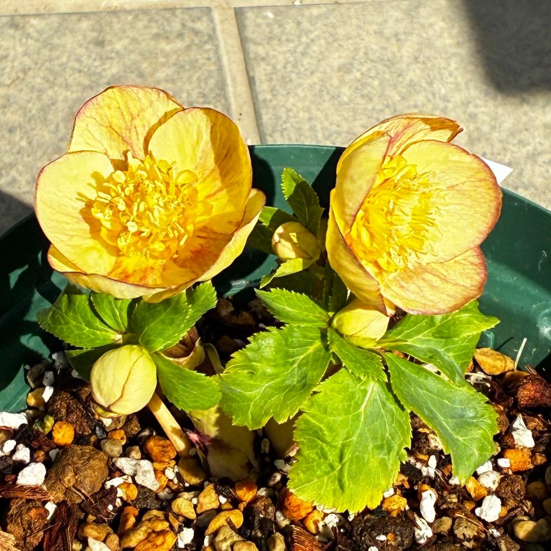 も*読様 546☘️蕾花タグ付☘️極上☘️SD⭐️蜃気楼⭐️小輪⭐️コロコロカッ