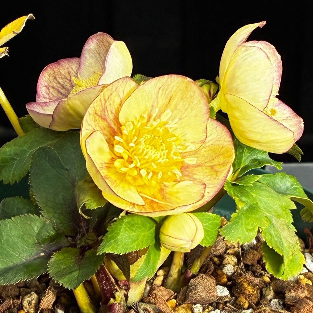 も*読様 546☘️蕾花タグ付☘️極上☘️SD⭐️蜃気楼⭐️小輪⭐️コロコロカッ