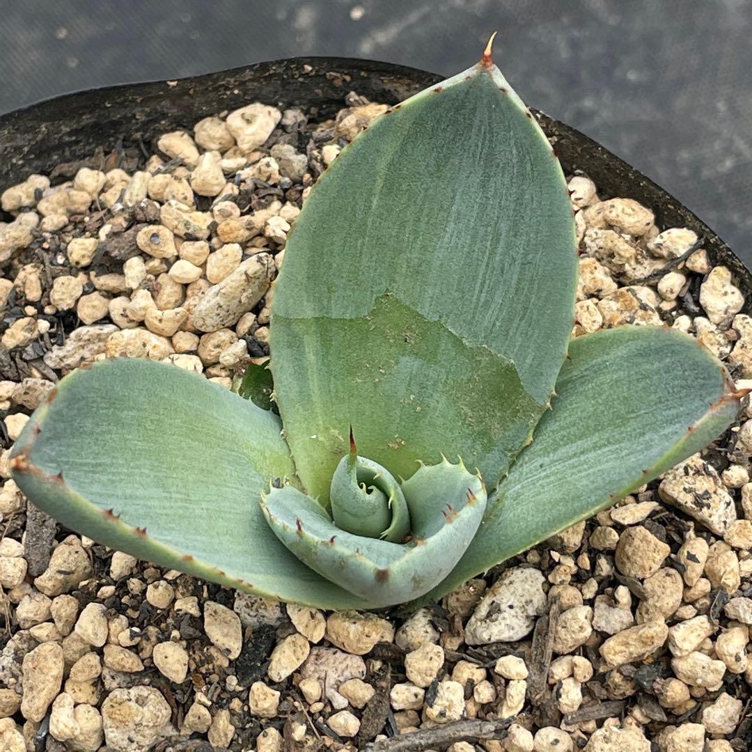 アガベ トランカータ錦 トリカラー ② 斑入り