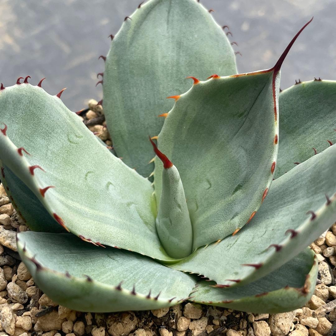 アガベ トランカータ錦 トリカラー ② 斑入り