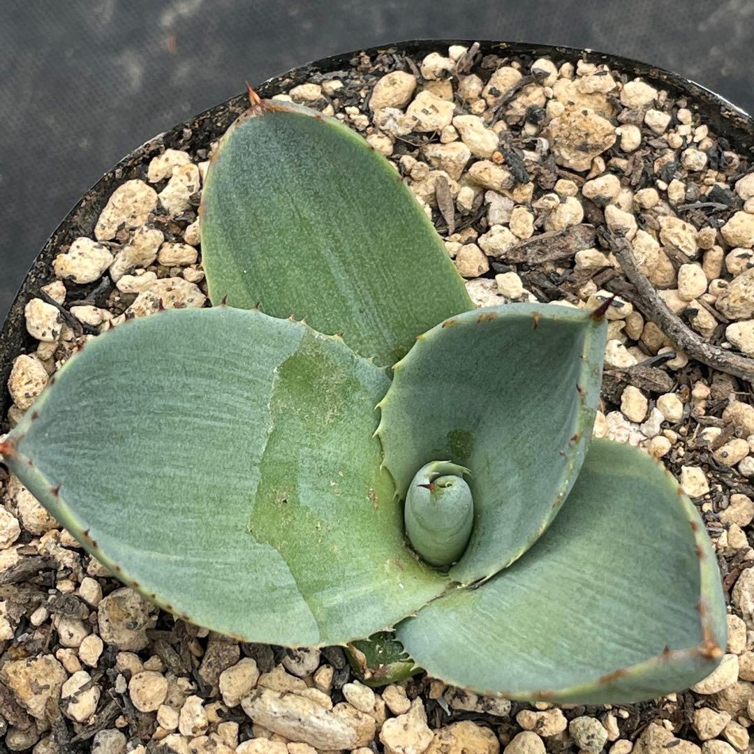 アガベ トランカータ錦 トリカラー ② 斑入り