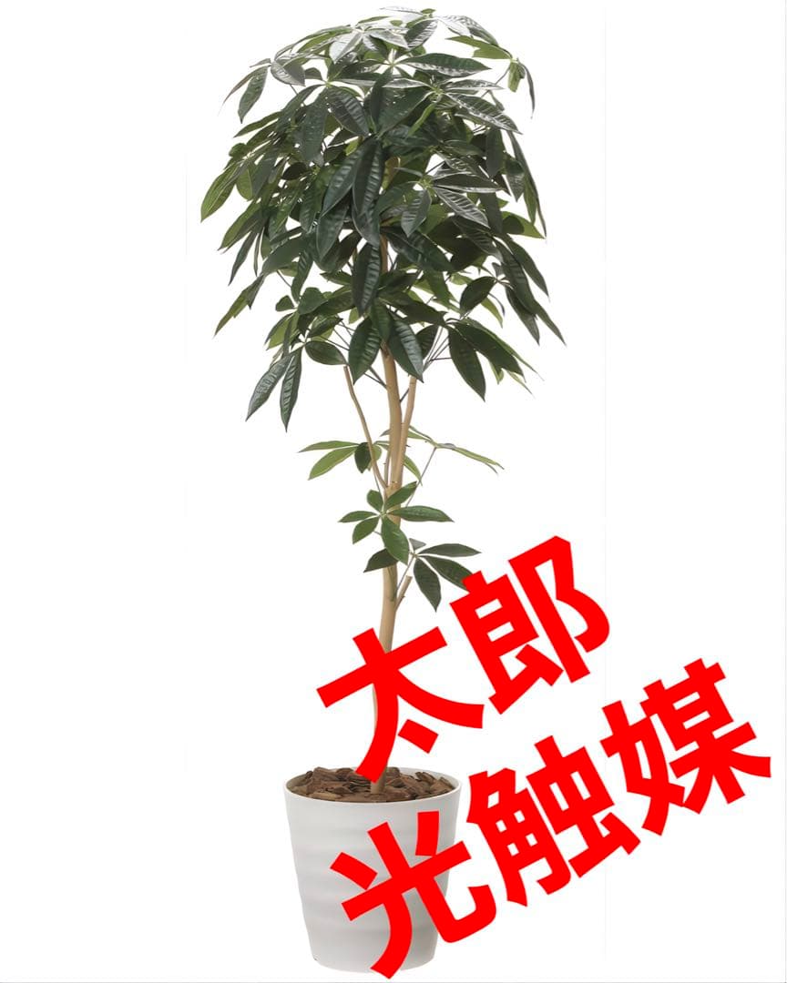 光触媒　人工観葉植物　ウォールグリーン　フェイクグリーン　デザインパキラ1.6m