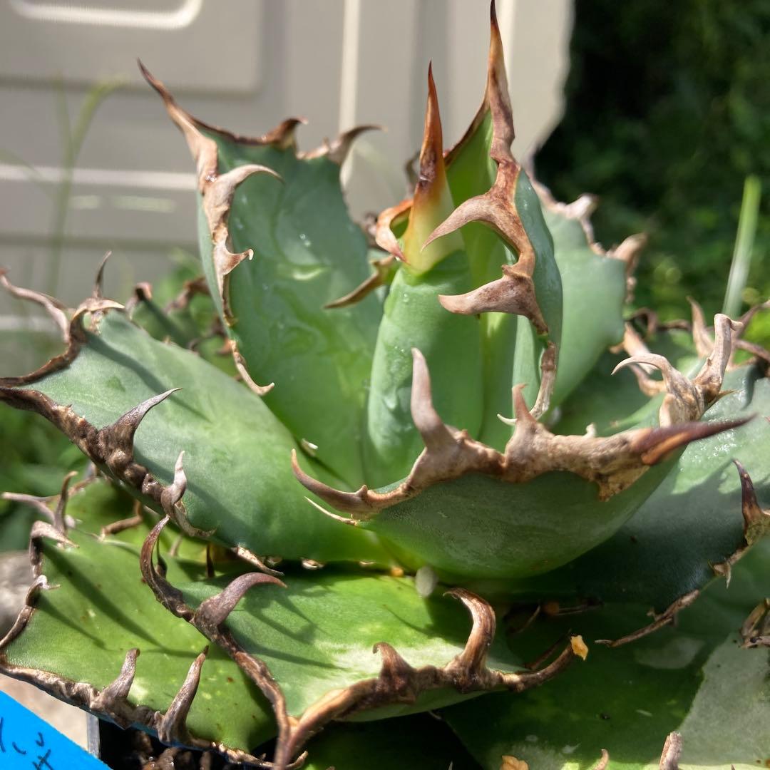 アガベ　シーザー　苗