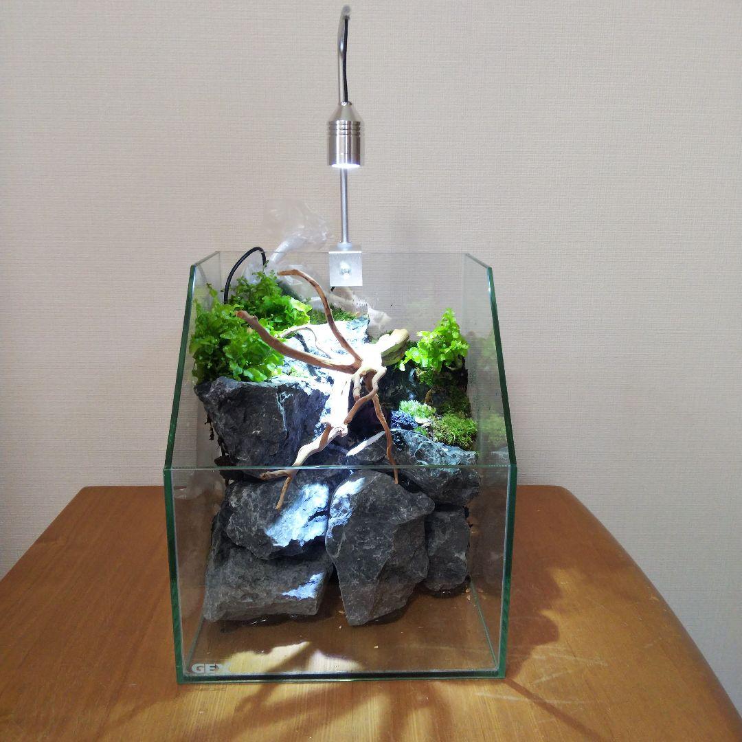 【受注生産】 苔テラリウム 苔ボトル ホソバオキナゴケ　アクアテラリウム
