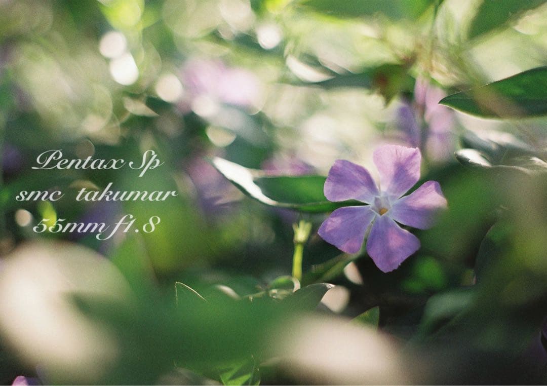 pentax sp 黒　フルセット★完動品＊美品＊初期保証付！★作例多数