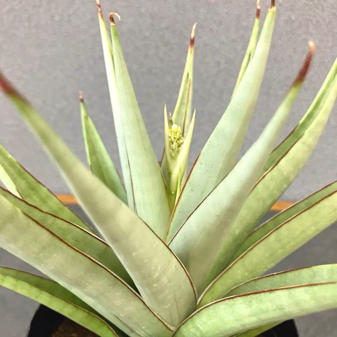 超絶希少❗️サンスベリア　フローズンスローン　\"Frozen thron\"✨