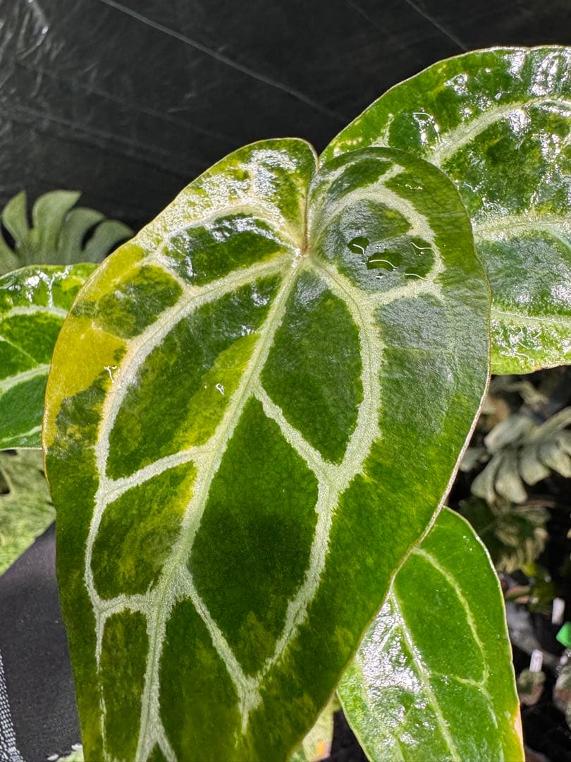 アンスリウム　ミシェル　x クリスタル　シルバー　レア交配　美斑入り　送料込み