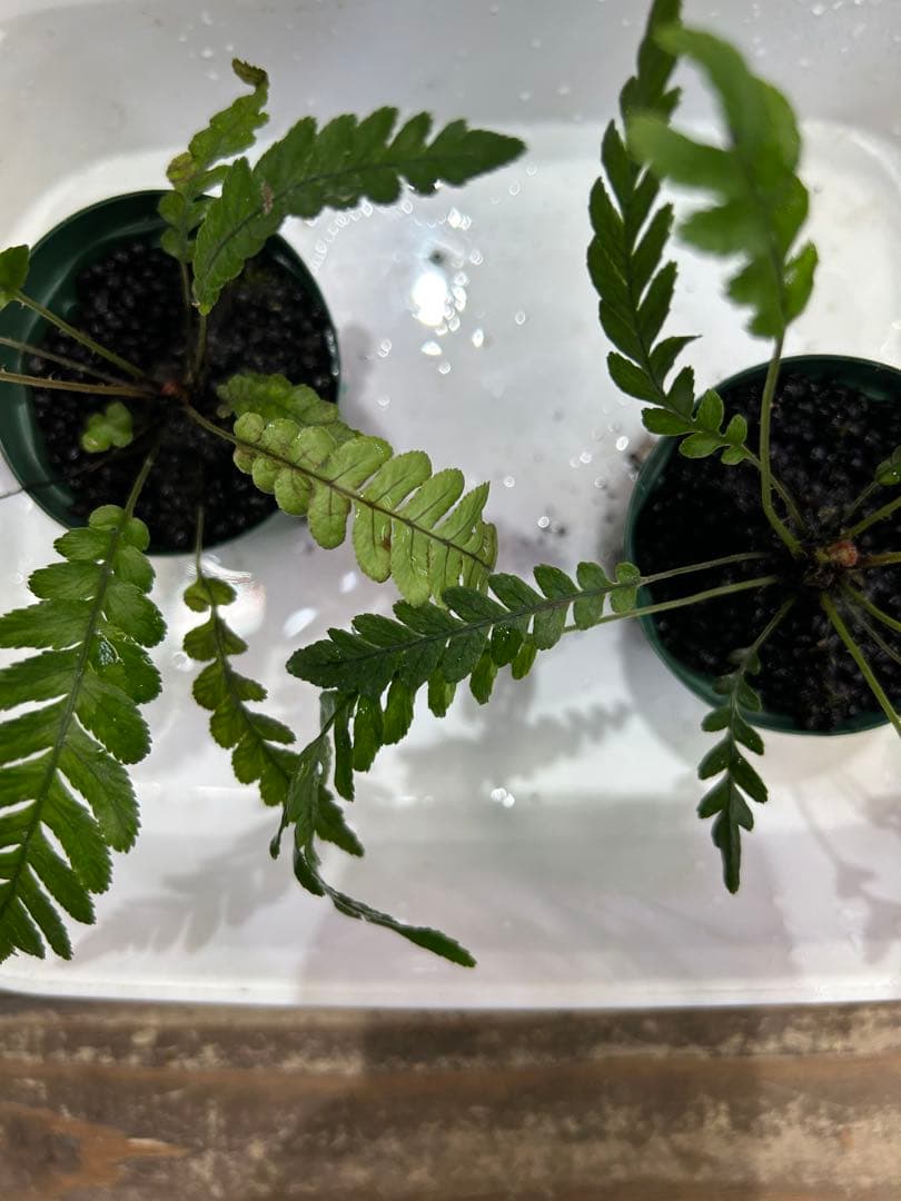 ブレクナム オブツサタムBlechnum obtusatum 5株